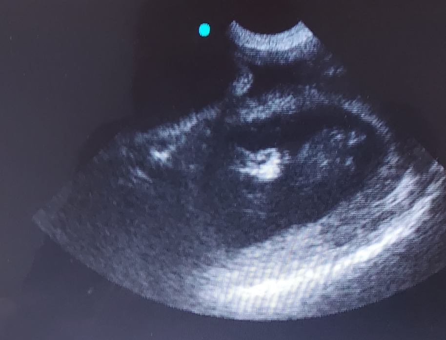 Voici un mini husky  ☺